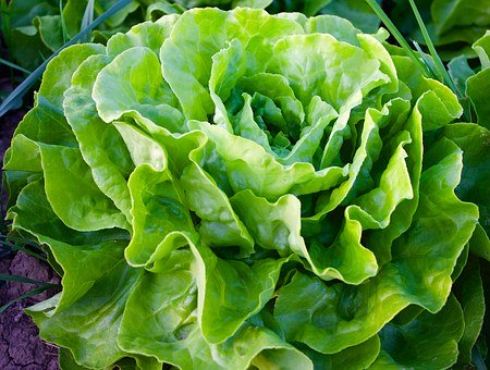 ZANON BIO Salat rot (Stk)